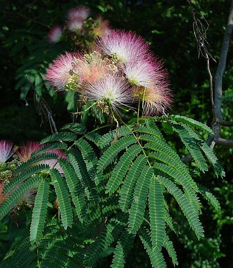 Albizia julibrissin 180+cm AKCIA